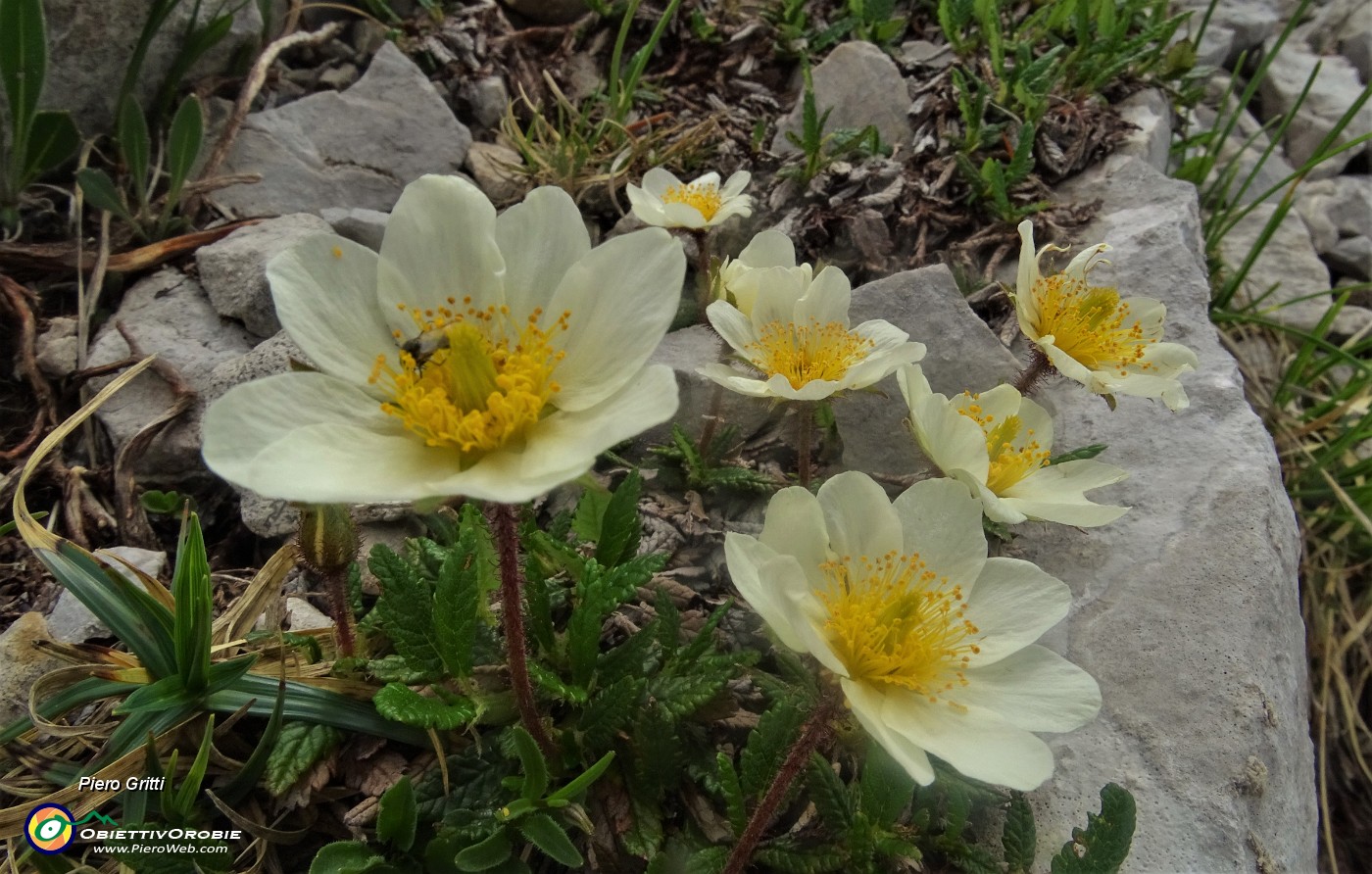 46 Camedrio alpino (Dryas octopetala)  nei macereti del Mandrone.JPG